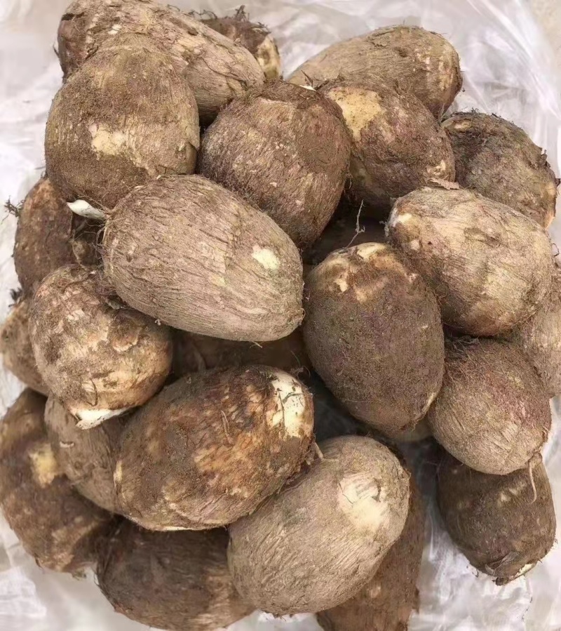 8520毛芋头大量供应中中球大球小球规格齐全芋头种大量供