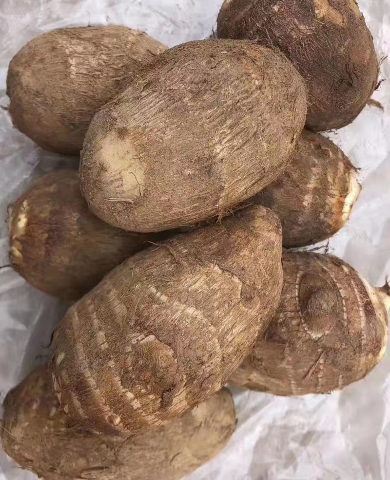 8520毛芋头大量供应中中球大球小球规格齐全芋头种大量供