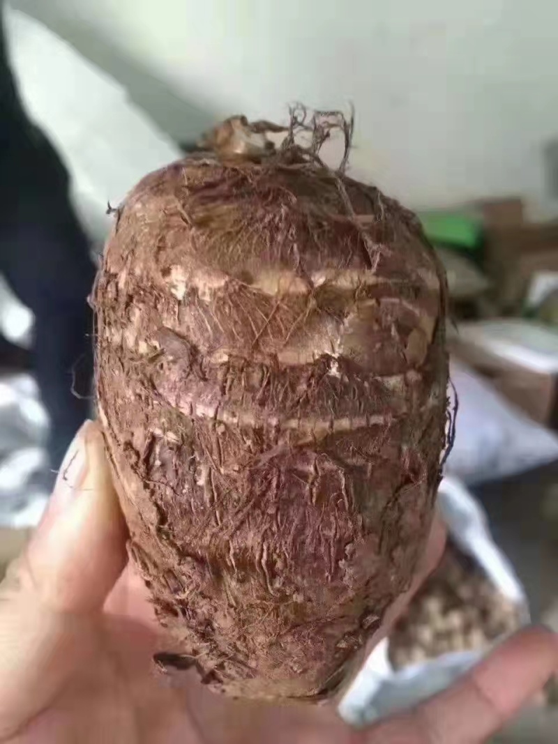8520毛芋头大量供应中中球大球小球规格齐全芋头种大量供
