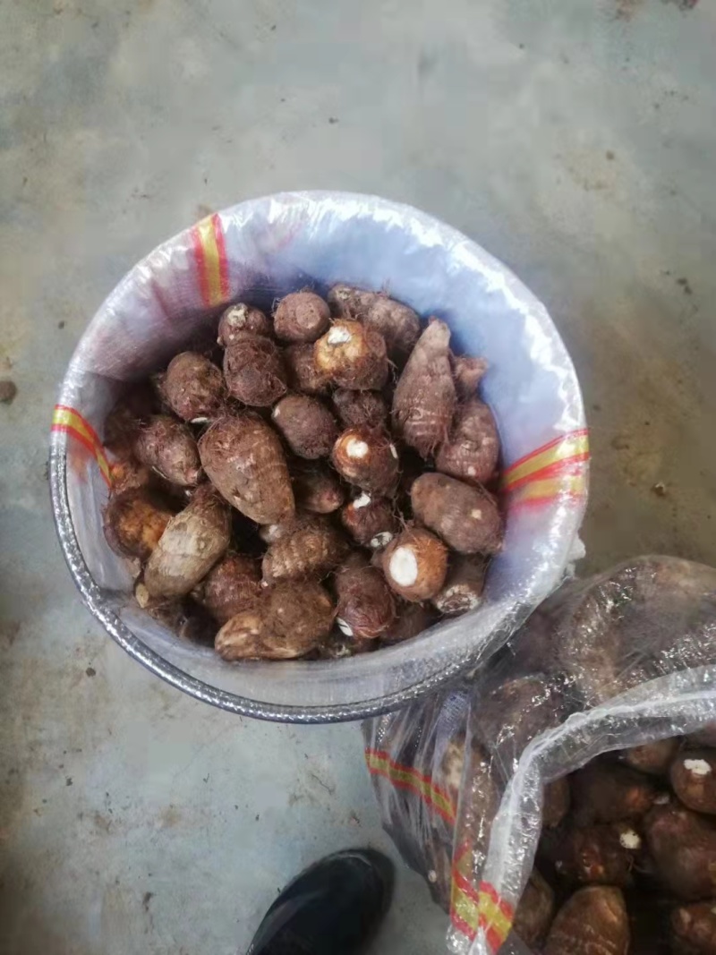 8520毛芋头大量供应中中球大球小球规格齐全芋头种大量供