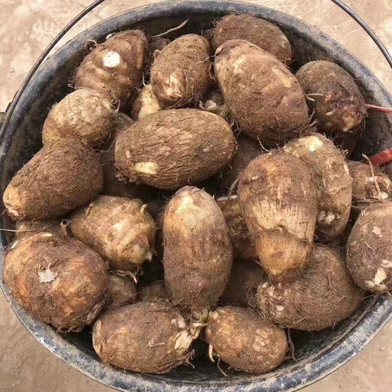 8520毛芋头大量供应中中球大球小球规格齐全芋头种大量供