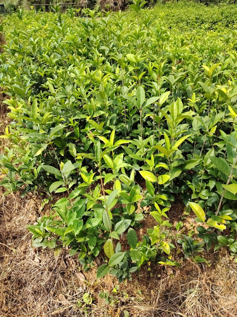 四季桂天香台阁