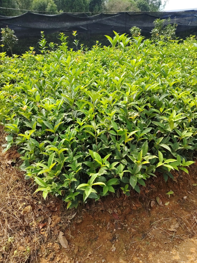 四季桂天香台阁