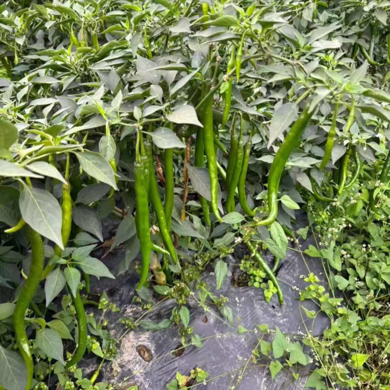 螺丝椒贵州鲜辣椒，万亩基地直发量大从优欢迎电联