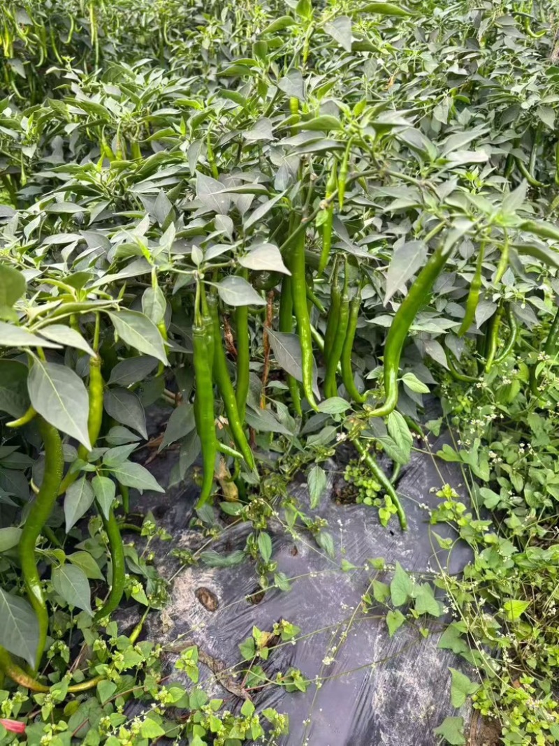 螺丝椒贵州鲜辣椒，万亩基地直发量大从优欢迎电联