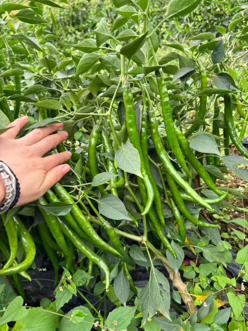 螺丝椒贵州鲜辣椒，万亩基地直发量大从优欢迎电联