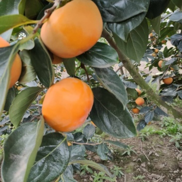 阳丰脆柿子