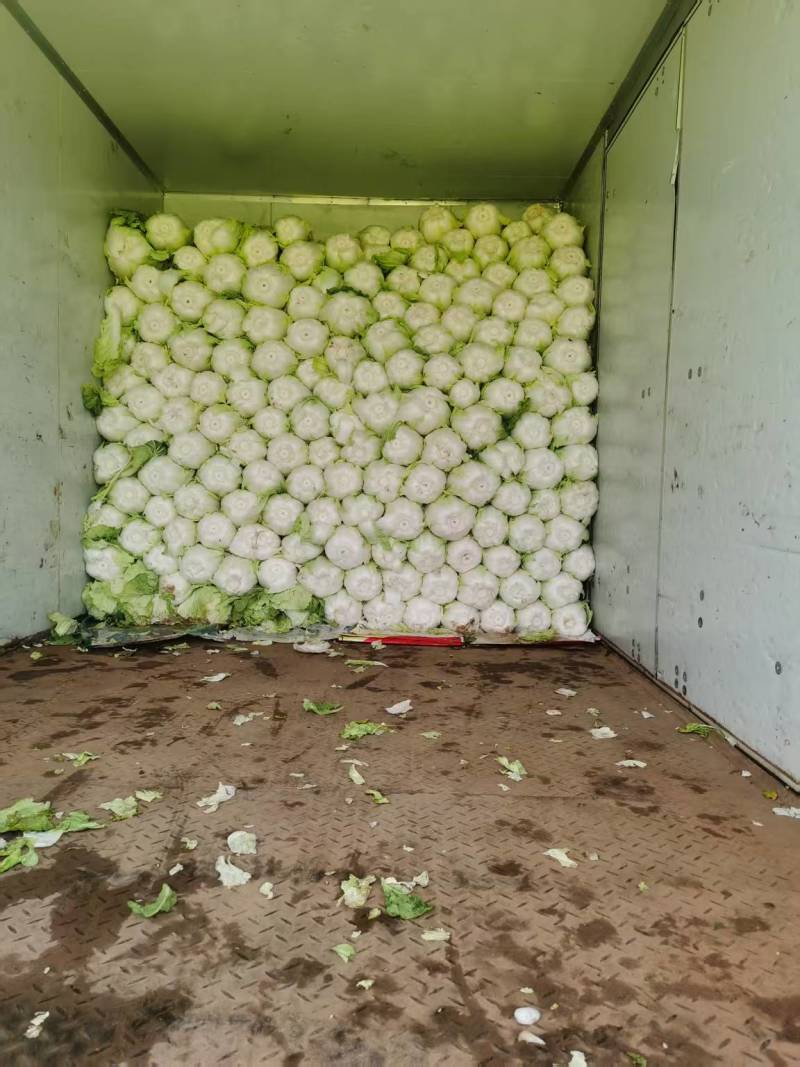 青岛大白菜，北京3号白菜大量接单产地直发量大从优欢迎来电