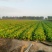 青岛大白菜，北京3号白菜大量接单产地直发量大从优欢迎来电