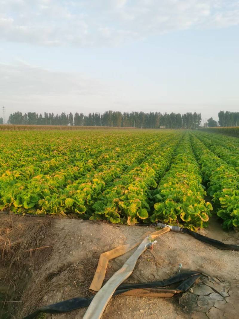 青岛大白菜，北京3号白菜大量接单产地直发量大从优欢迎来电