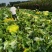 青岛大白菜，北京3号白菜大量接单产地直发量大从优欢迎来电
