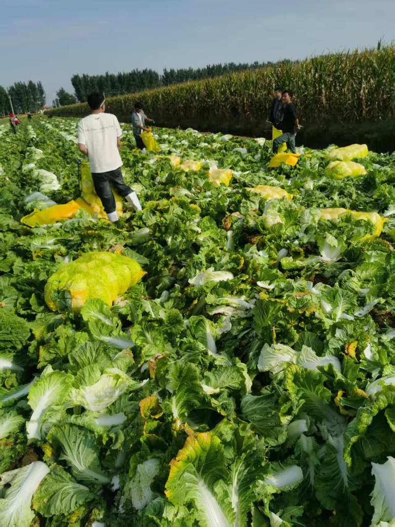 青岛大白菜，北京3号白菜大量接单产地直发量大从优欢迎来电