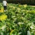 青岛大白菜，北京3号白菜大量接单产地直发量大从优欢迎来电