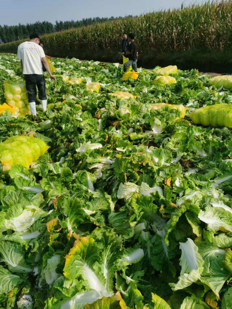 青岛大白菜，北京3号白菜大量接单产地直发量大从优欢迎来电
