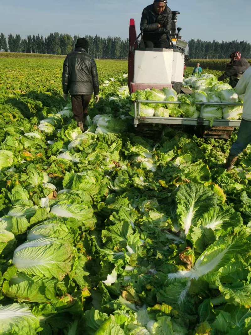 青岛大白菜，北京3号白菜大量接单产地直发量大从优欢迎来电