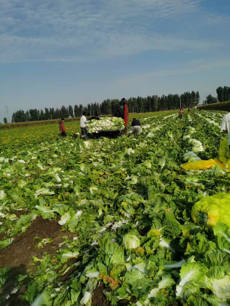 青岛大白菜，北京3号白菜大量接单产地直发量大从优欢迎来电