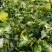 青岛大白菜，北京3号白菜大量接单产地直发量大从优欢迎来电