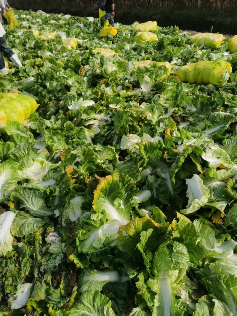 青岛大白菜，北京3号白菜大量接单产地直发量大从优欢迎来电