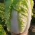 青岛大白菜，北京3号白菜大量接单产地直发量大从优欢迎来电