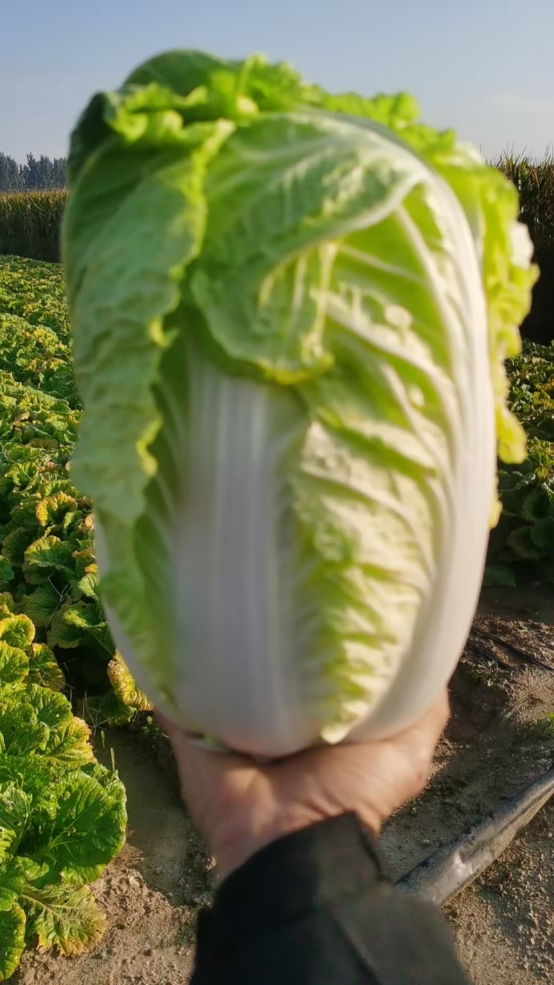 青岛大白菜，北京3号白菜大量接单产地直发量大从优欢迎来电
