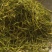 山银花山二花青花茶花颜色青《聚源药业》