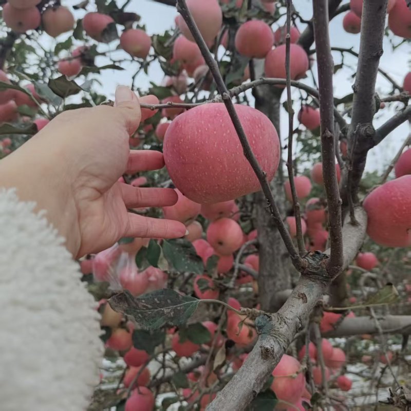 陕西红富士苹果新鲜上市清甜可口价格美丽整车有货量大从优