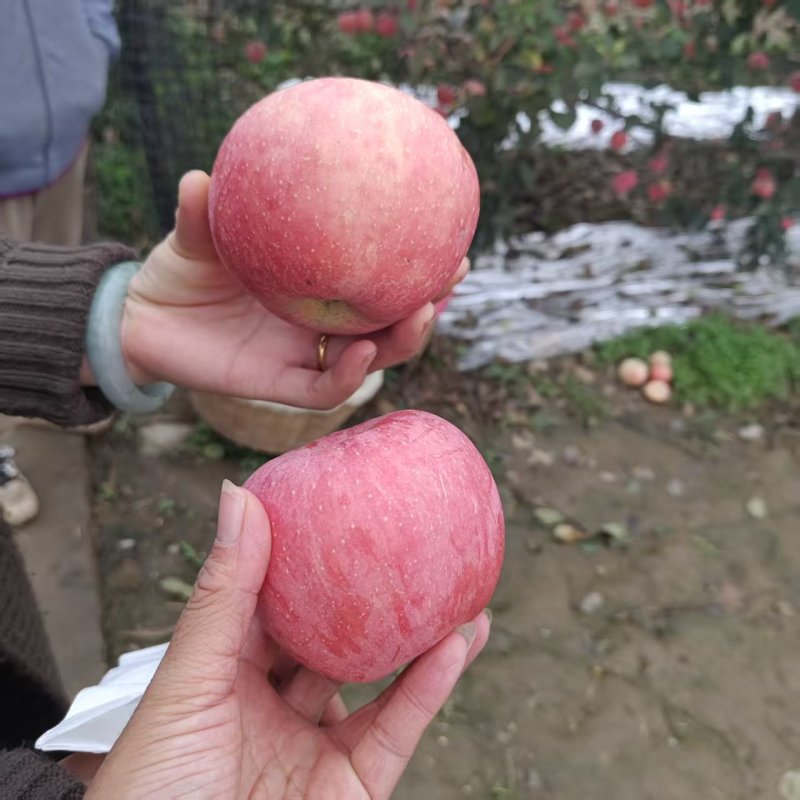 陕西红富士苹果规格齐全清甜可口价格美丽整车有货量大从优