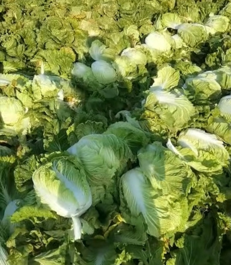 青岛大白菜，北京3号白菜现摘现发价格美丽欢迎来电