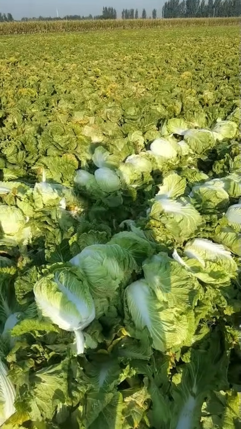 青岛大白菜，北京3号白菜现摘现发价格美丽欢迎来电