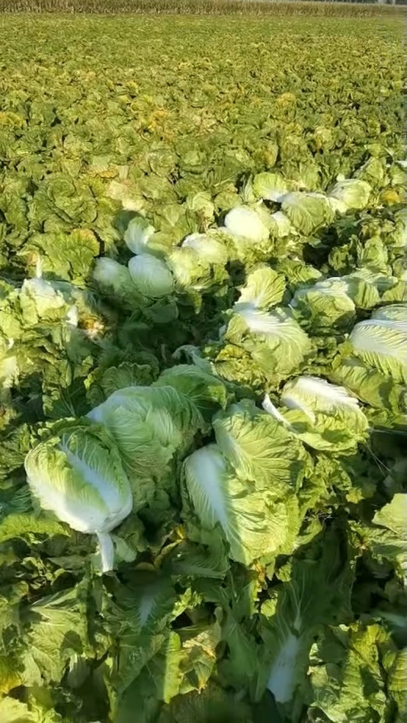 青岛大白菜，北京3号白菜现摘现发价格美丽欢迎来电