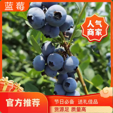 精品蓝莓L25F611优瑞卡等外果黑红果青红果