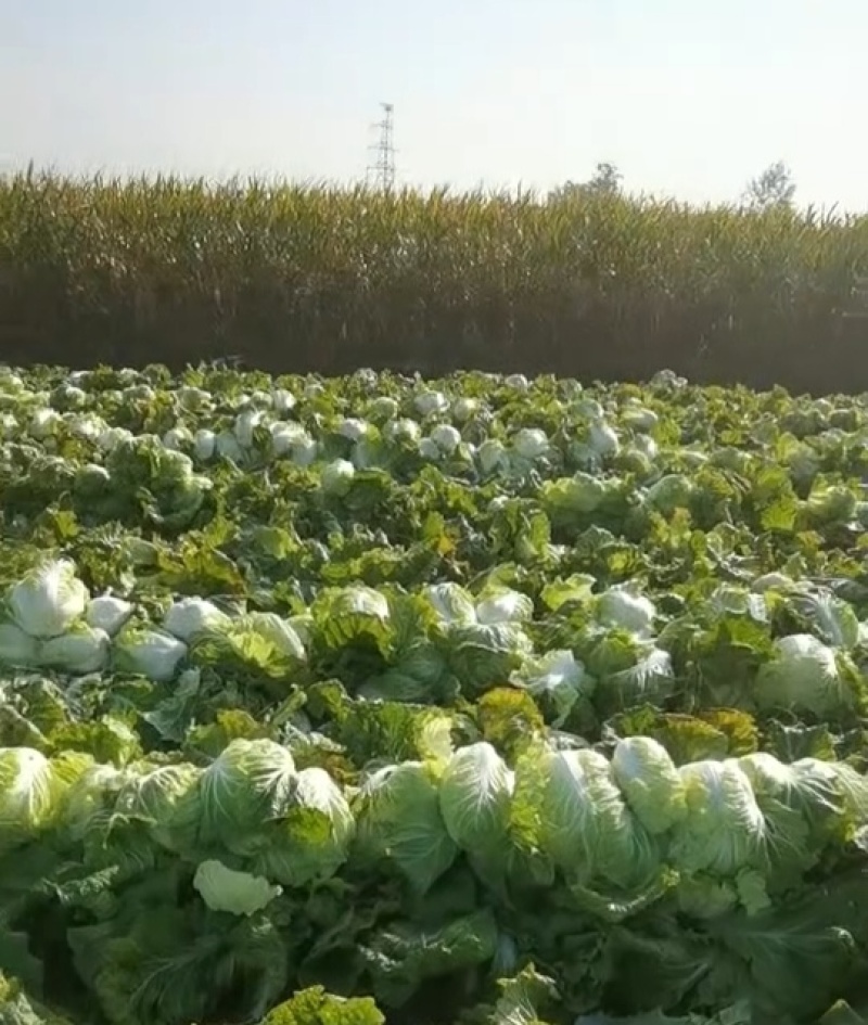 【推荐】黄心白菜大量接单产地直发量大从优欢迎来电