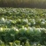【推荐】黄心白菜大量接单产地直发量大从优欢迎来电