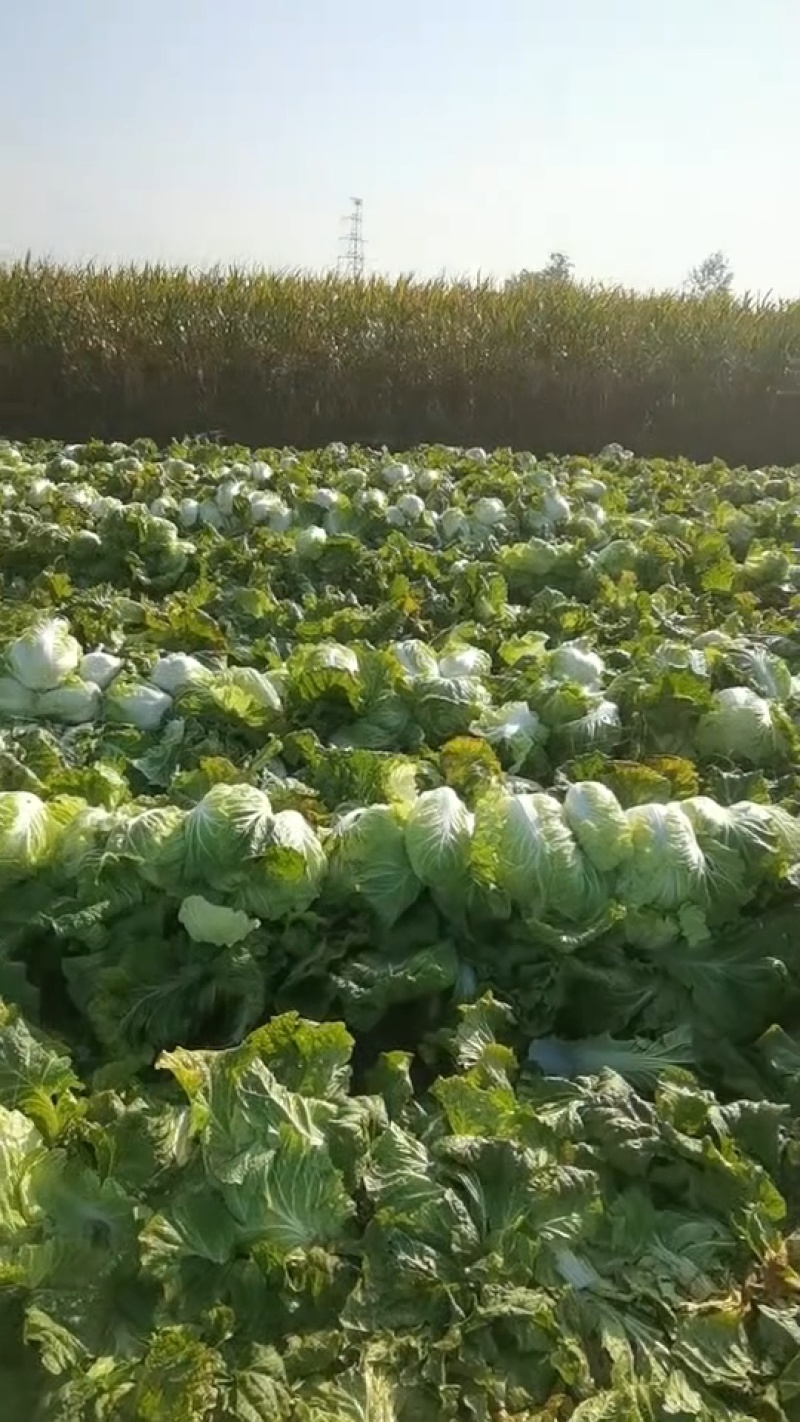 【推荐】黄心白菜大量接单产地直发量大从优欢迎来电
