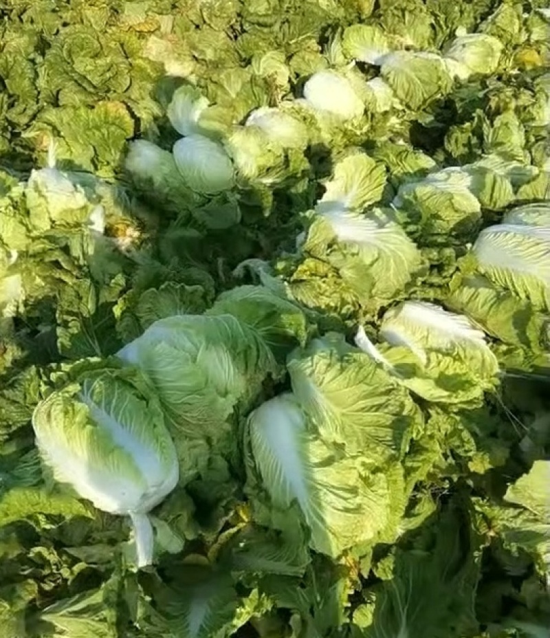 【推荐】黄心白菜大量接单产地直发量大从优欢迎来电
