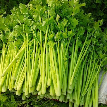 粗芹菜