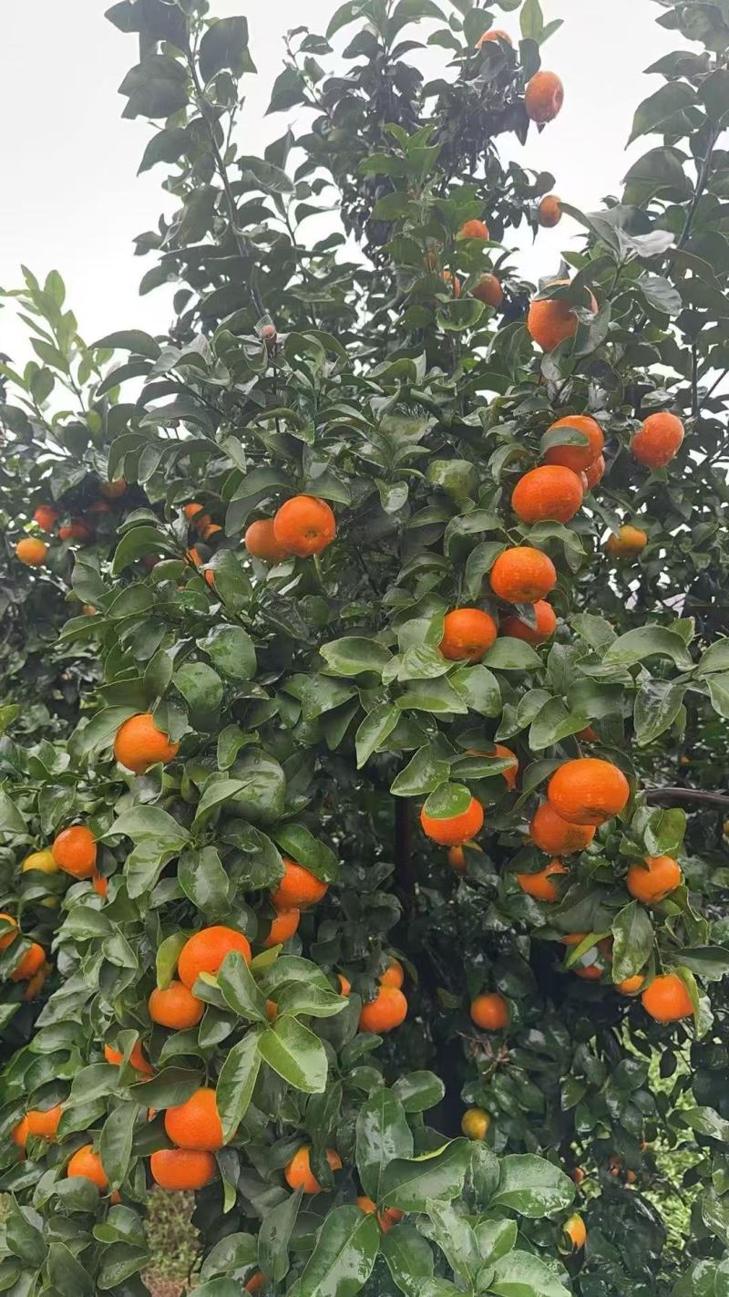 金秋沙糖桔上市了颜色口感好有需要的朋友联系