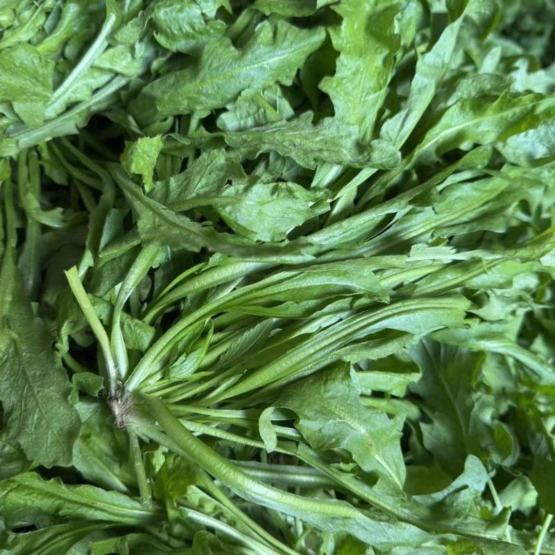 东台荠菜大量有货基地直供新鲜现挖