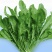 东台荠菜大量有货基地直供新鲜现挖