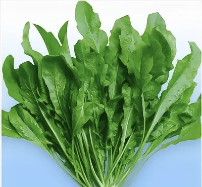 东台荠菜大量有货基地直供新鲜现挖