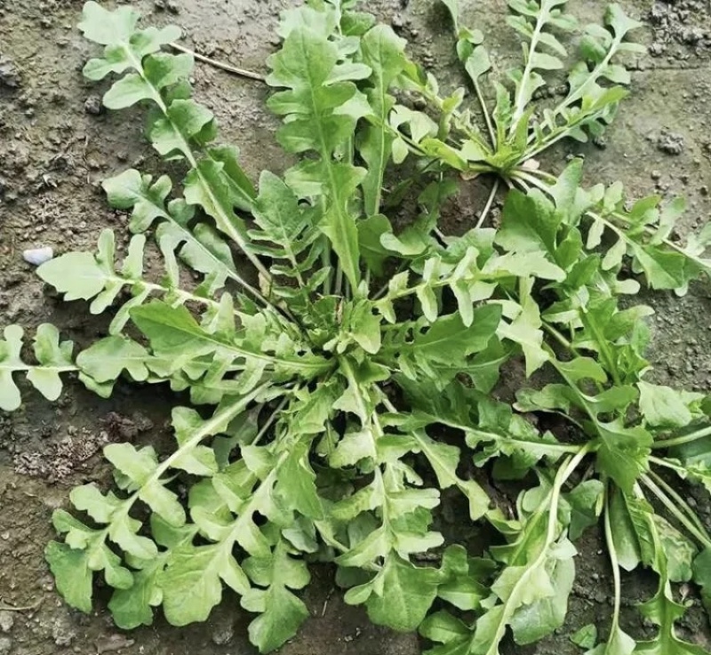 东台荠菜大量有货基地直供新鲜现挖
