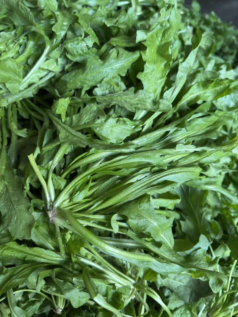 东台荠菜大量有货基地直供新鲜现挖
