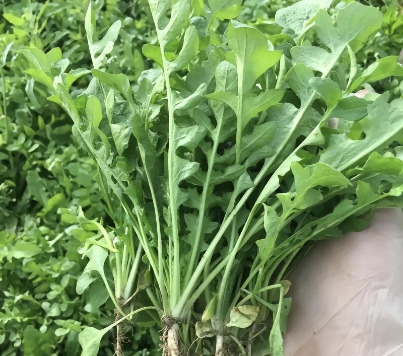 东台荠菜大量有货基地直供新鲜现挖