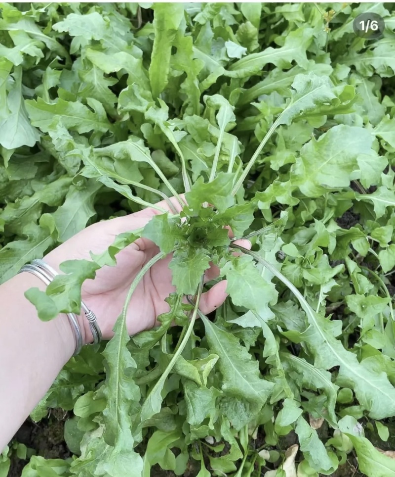 东台荠菜大量有货基地直供新鲜现挖