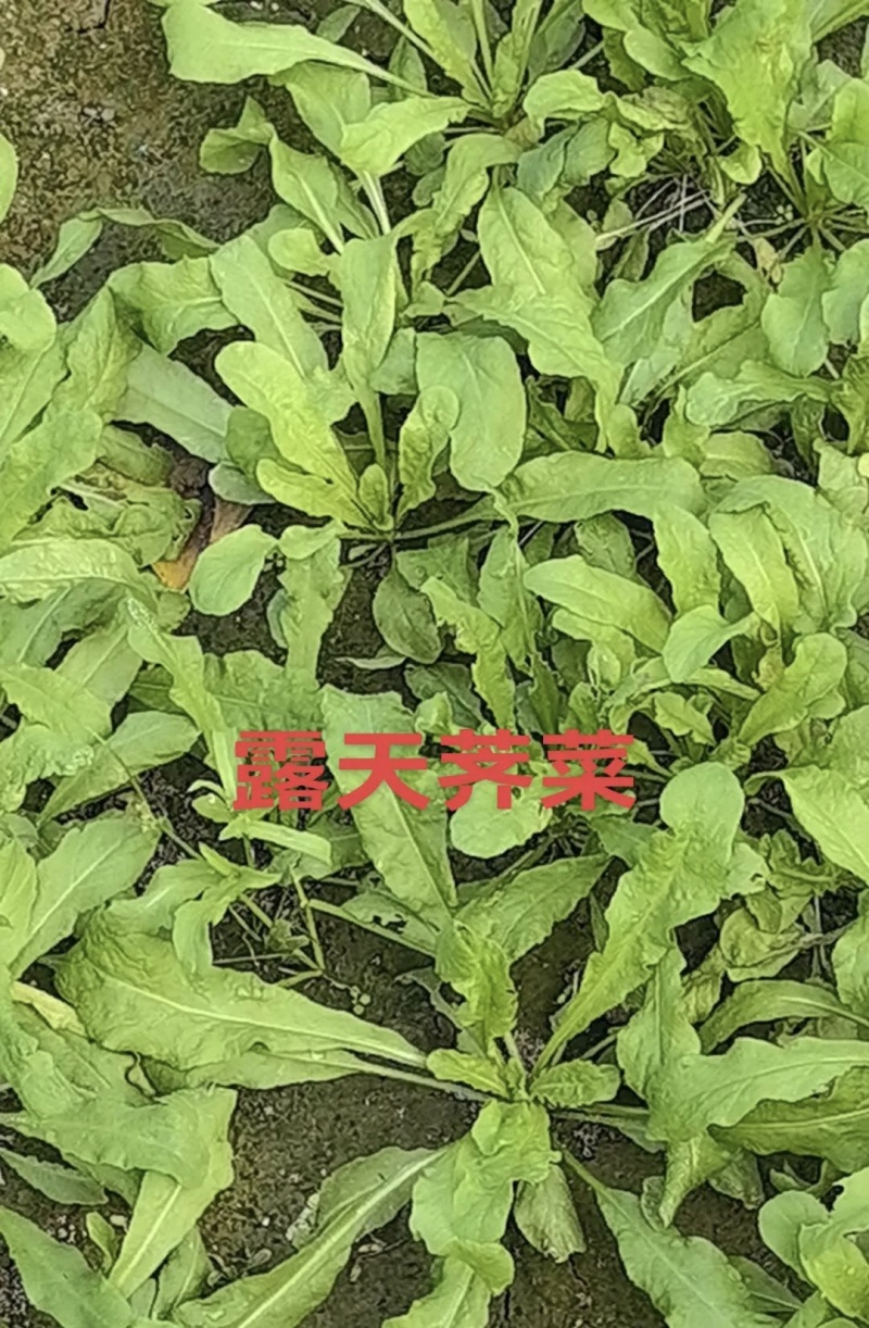 东台荠菜大量有货基地直供新鲜现挖