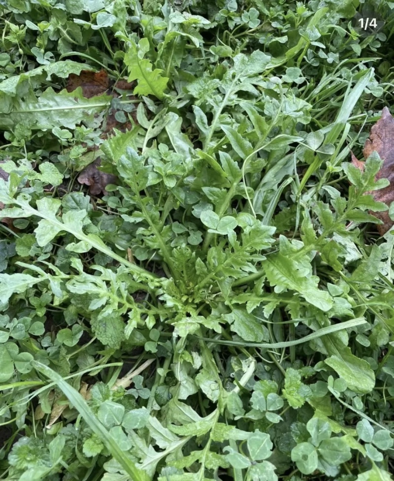 东台荠菜大量有货基地直供新鲜现挖