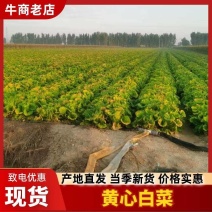 青岛大白菜，北京3号白菜现摘现发价格美丽欢迎来电