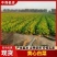青岛大白菜，北京3号白菜现摘现发价格美丽欢迎来电