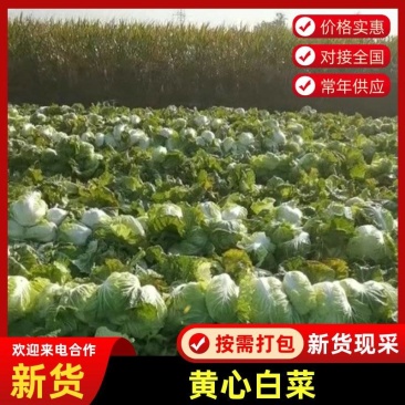 【推荐】黄心白菜大量接单产地直发量大从优欢迎来电