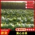 【推荐】黄心白菜大量接单产地直发量大从优欢迎来电